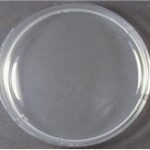 Enterococcus